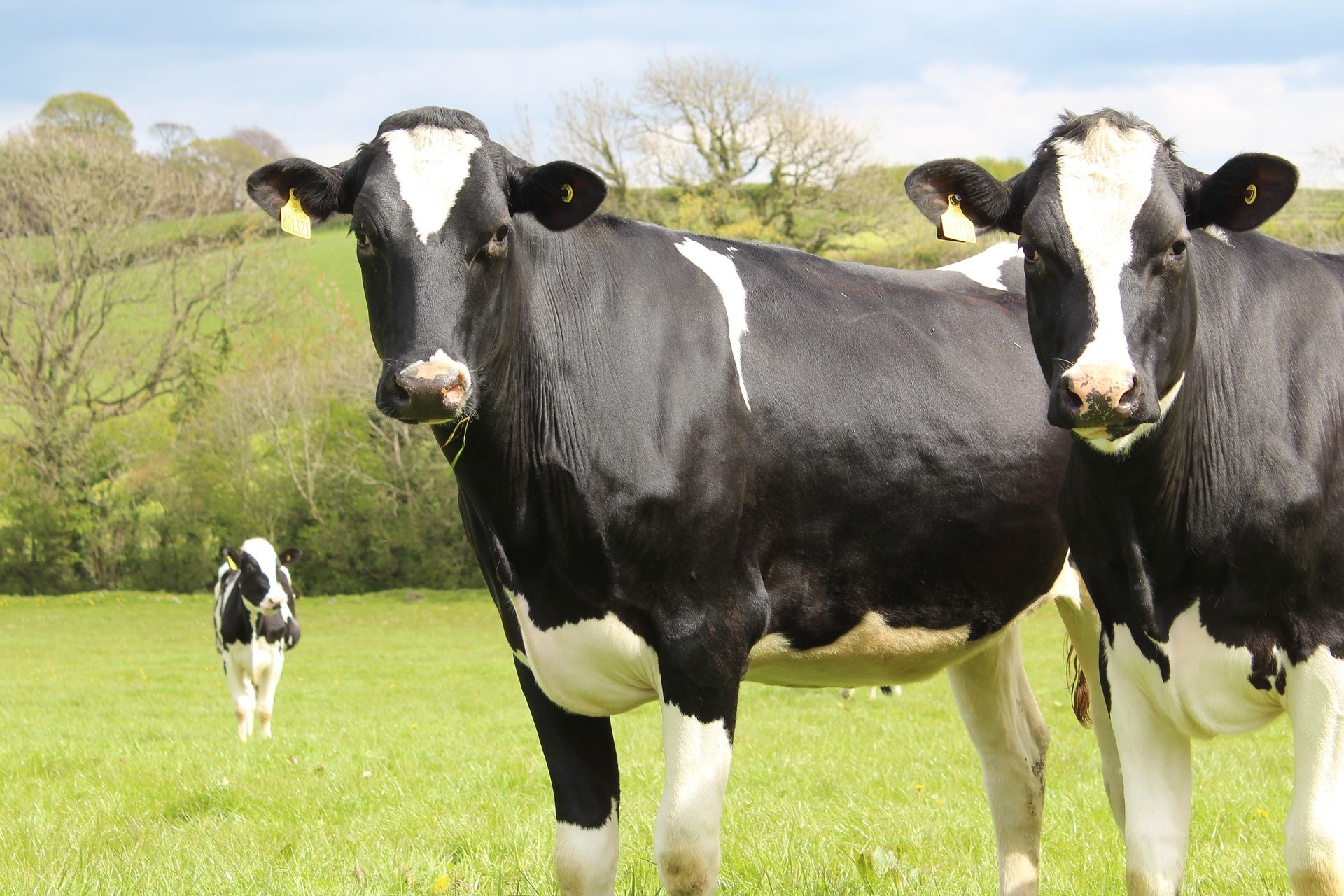 optimising-cattle-turn-out-2minutefarmer